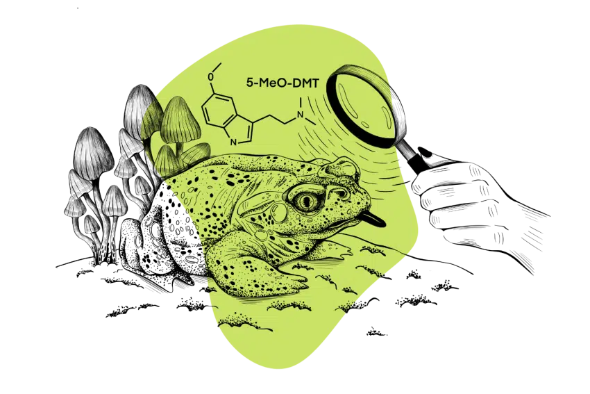 5-MeO-DMT